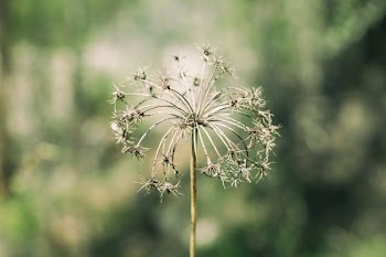 white dandelion flower in closeup photography