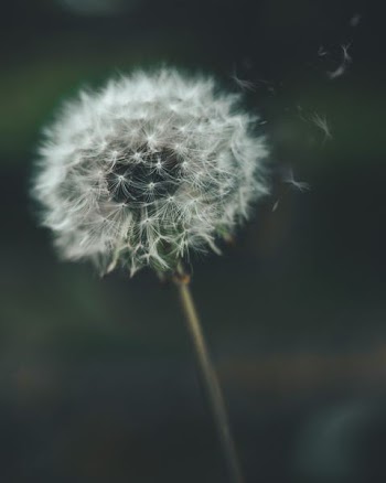 white dandelion flower in closeup photography