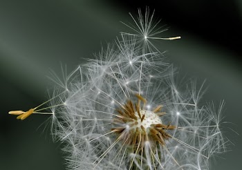 White Dandelion in Closeup Photography