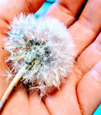 White Dandelion on Person's Hand