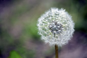 White Dandelion Selective Focus Photography