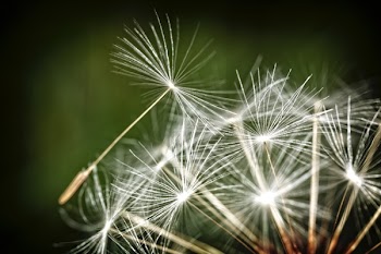 White Dandelions