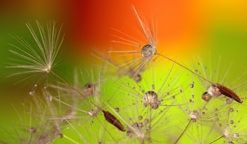 White Dandelions