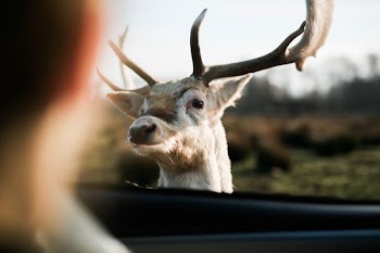 white deer