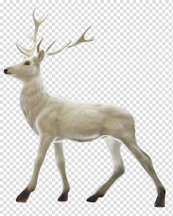 White deer , Rudolph Reindeer Santa Claus Christmas, A white deer transparent background PNG clipart