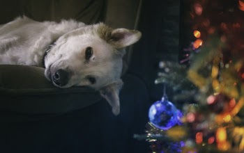 White Dog