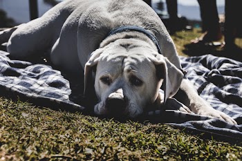White Dog