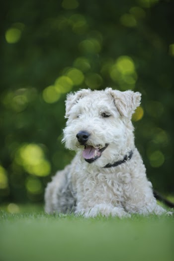White Dog