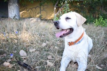 White Dog Lying on Grass Field