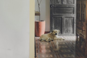 White Dog Near Door