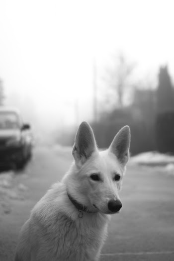 White Dog on Road