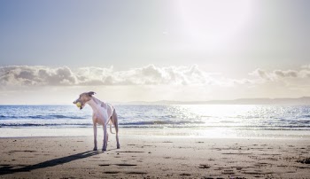 White Dog on Shore