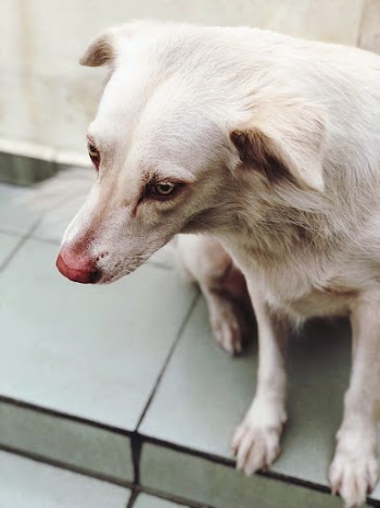 White Dog on Tiled Floor