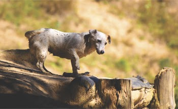White Dog Standing on Wooden Dock