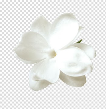 White dogwood flower in bloom, Tulip Flower Petal, White tulips transparent background PNG clipart