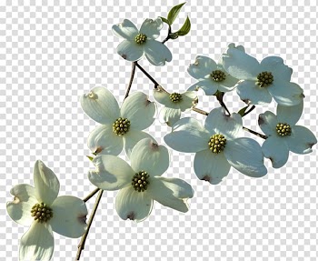 White dogwood flower transparent background PNG clipart