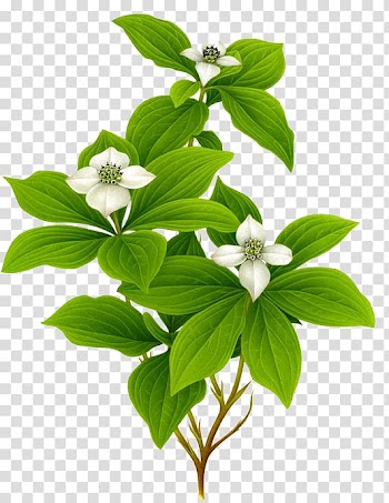 White dogwood flowers art, Botanical illustration Watercolor painting Graphic design Art Illustration, plant transparent background PNG clipart