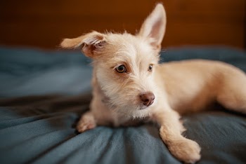 White Double-coat Dog