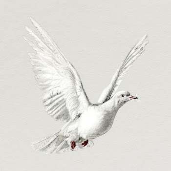White dove, bird clipart, animal | Free Photo - rawpixel