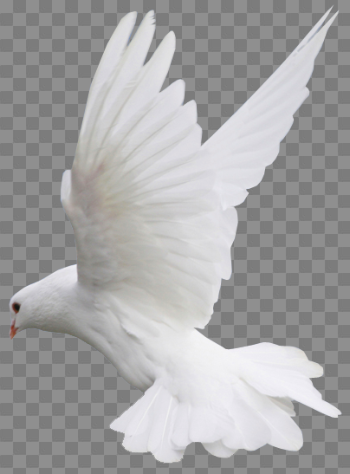 White Dove Flight PNG Clipart | Gallery Yopriceville - High ...