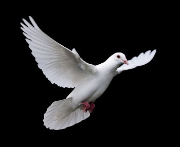 White Dove in Flight 7