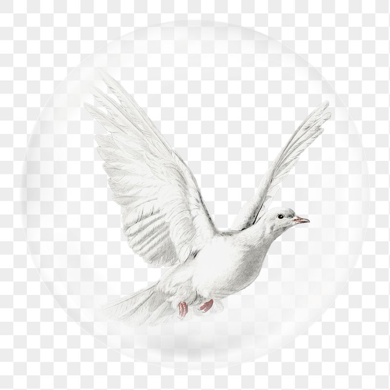 White dove png sticker, animal | Free PNG - rawpixel