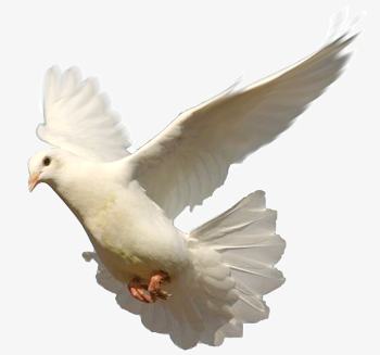 White Dove Png, Vectors, PSD, and Clipart for Free Download | Pngtree