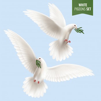 White dove set with olive branch Free Vector