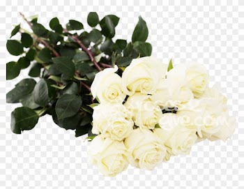 White Dozen Roses In Affordable Cost In Usa Exclusive - Garden Roses