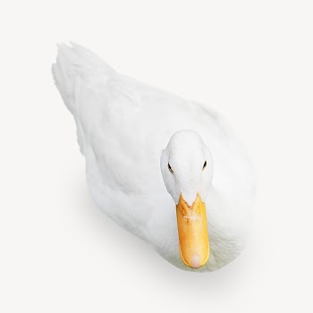 White duck, animal isolated design | Free Photo - rawpixel