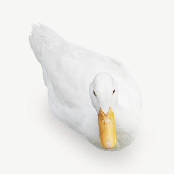 White duck  collage element | Free PSD - rawpixel