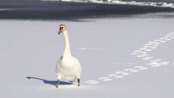 White Duck on White Sand