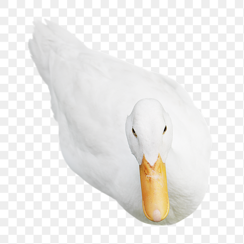 White duck  png sticker, | Free PNG - rawpixel