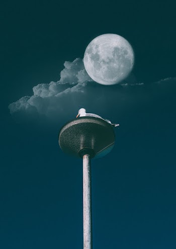 White Duck Under Full Moon Digital Wallpaper