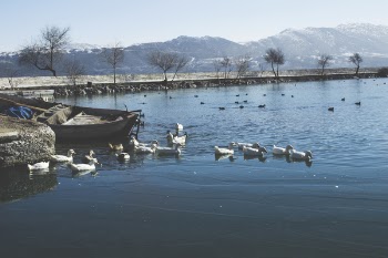 White Ducks