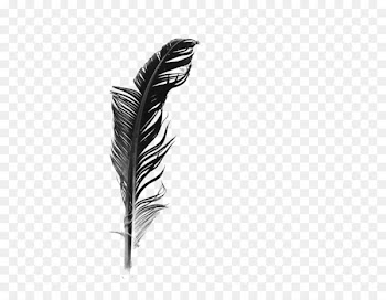 White feather Black and white - Black and white feathers 