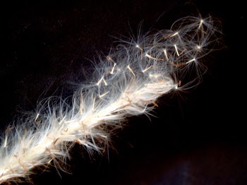 White Feather Close-up Photography