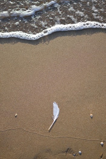 White Feather on Sand