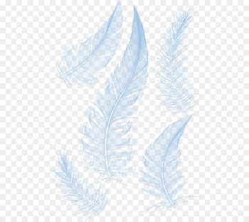 White feather White feather - White feathers 