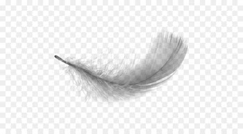 White feather - White feathers falling 