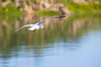 White Feathered Bird Flying Above Calm Body of Water