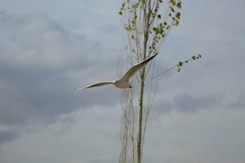 White Feathered Bird on Mid Air