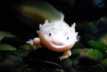 White Fish Under Water