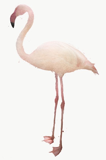 White flamingo bird design element | Free  transparent png - 2339116