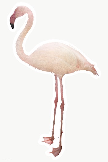 White flamingo bird sticker design element | Free  transparent png - 2339097
