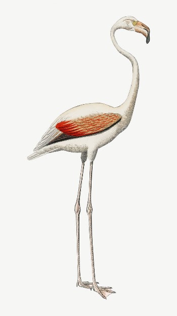 White flamingo bird, vintage animal | Free PSD Illustration - rawpixel