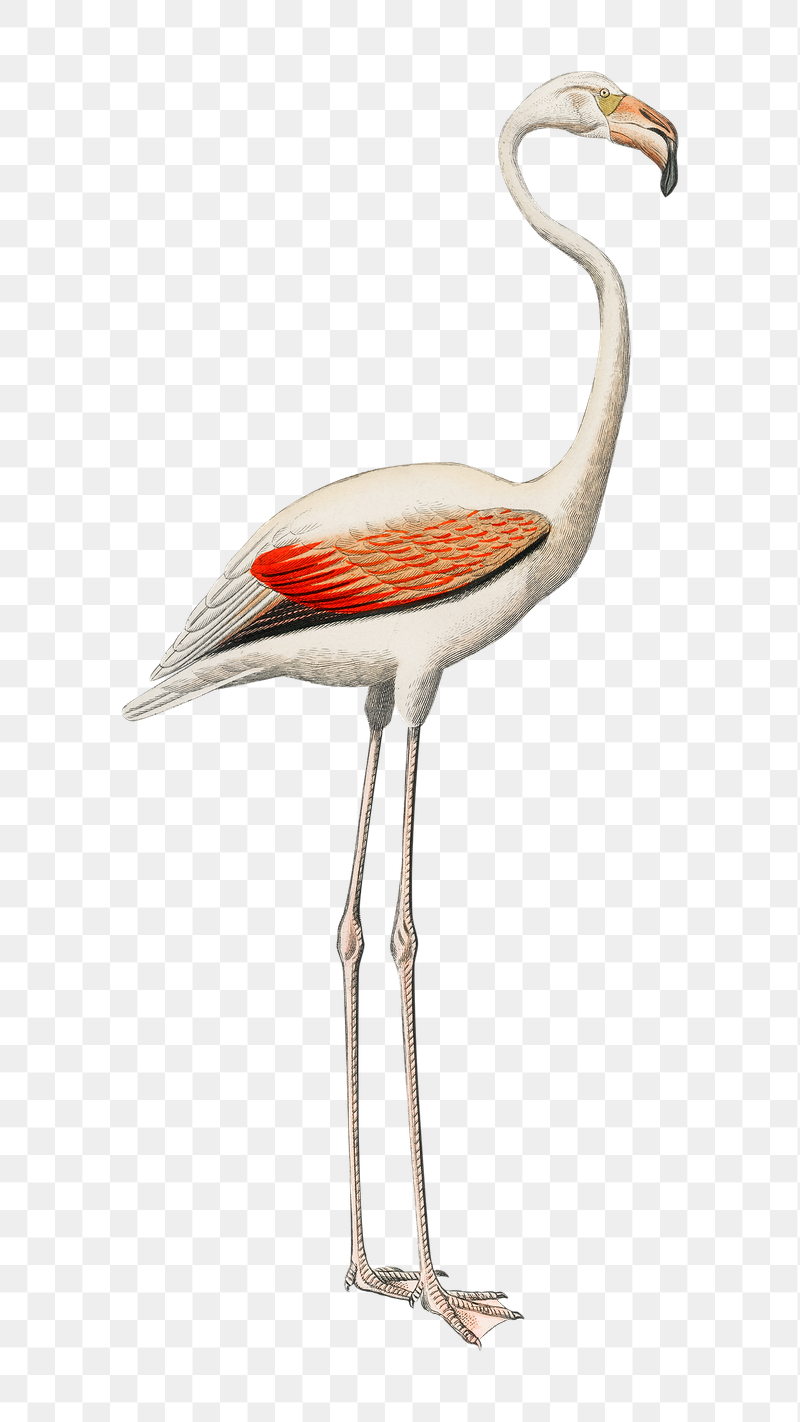 White flamingo png bird sticker, | Free PNG Illustration - rawpixel