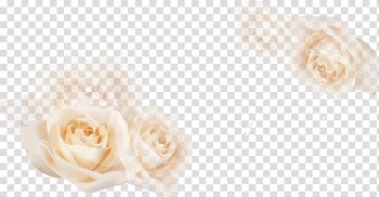 White floral , Garden roses Floral design Cut flowers Flower bouquet, White roses transparent background PNG clipart
