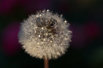 White Flower