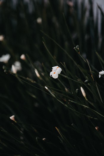 White Flower